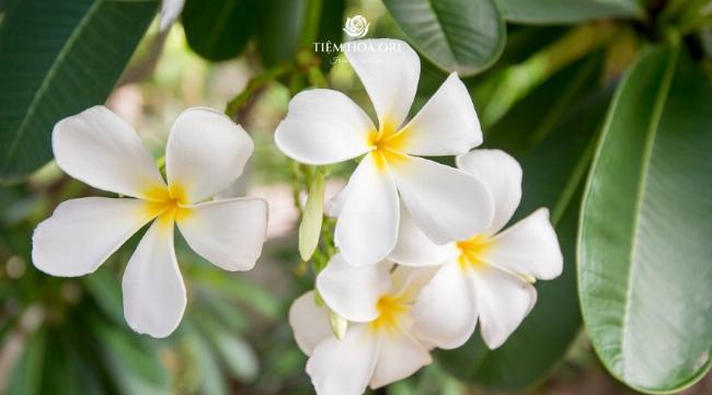 Hoa Chăm Pa là quốc hoa của Lào, biểu tượng của vẻ đẹp và tinh thần dân tộc Lào.