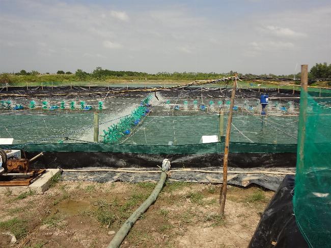 Tôm, cá, cua thi tài dưới nước với bối cảnh nhiều cây thủy sinh, phong cách hoạt hình đáng yêu