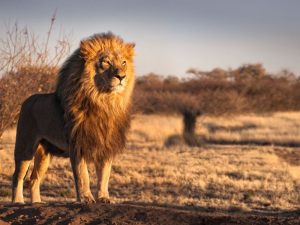 Giải Mã Giấc Mơ Thấy Sư Tử: Điềm Báo Về Quyền Lực, Bản Lĩnh Và Những Thay Đổi Lớn