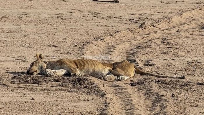 Cảm Xúc Của Bạn Khi Mơ Thấy Sư Tử Có Quan Trọng Không?