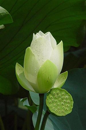 Cơn Mơ Băng Giá Lời Bài Hát: Phân Tích Ý Nghĩa Sâu Lắng Từ Noo Phước Thịnh
