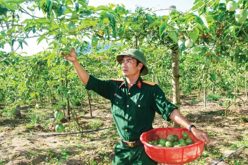 Kỹ Thuật Trồng Chanh Dây: Hướng Dẫn Toàn Diện Từ A Đến Z