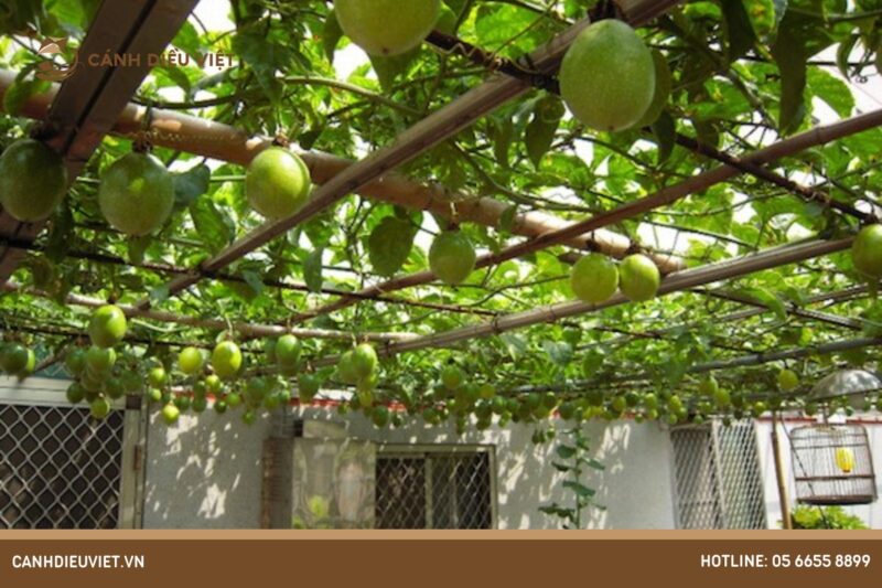 Hướng Dẫn Chi Tiết Kỹ Thuật Trồng Chanh Dây Đạt Năng Suất Cao