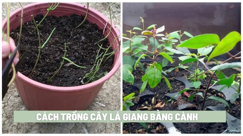 Kỹ Thuật Trồng Chanh Dây: Hướng Dẫn Toàn Diện Từ A Đến Z