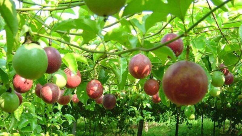Kỹ Thuật Trồng Chanh Dây: Hướng Dẫn Toàn Diện Từ A Đến Z