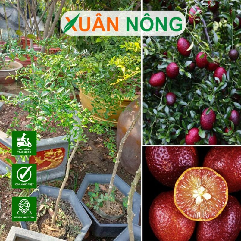 Kỹ Thuật Trồng Chanh Dây Hiệu Quả: Từ Chuẩn Bị Đến Thu Hoạch Sai Trĩu Quả