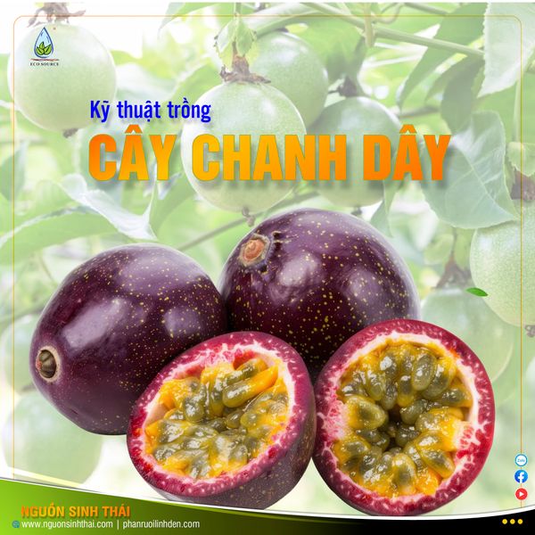 Kỹ Thuật Trồng Chanh Dây Hiệu Quả: Từ A Đến Z Cho Năng Suất Cao