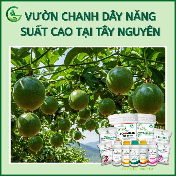 Kỹ Thuật Trồng Chanh Dây Hiệu Quả: Từ A Đến Z Cho Năng Suất Cao