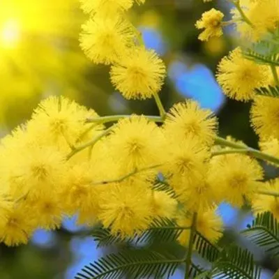 Hoa Mimosa bung nở trên triền đồi vào mùa mưa Đà Lạt