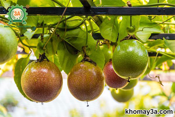 Kỹ Thuật Trồng Chanh Dây Hiệu Quả: Từ Chuẩn Bị Đến Thu Hoạch Sai Trĩu Quả