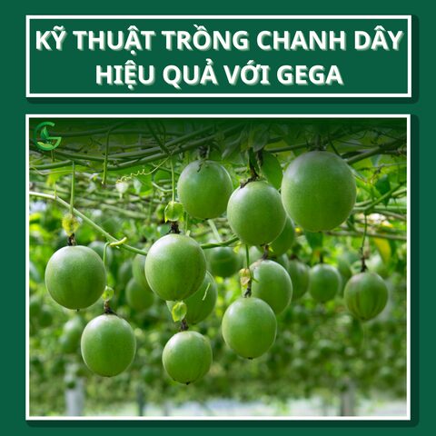 Kỹ Thuật Trồng Chanh Dây Hiệu Quả: Từ A Đến Z Cho Năng Suất Cao