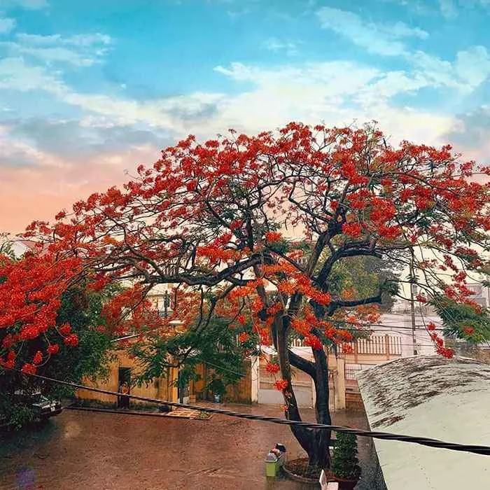 Mong ước kỷ niệm xưa là một ca khúc bất hủ về trường lớp