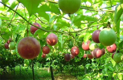 Kỹ Thuật Trồng Chanh Dây Hiệu Quả: Từ Chuẩn Bị Đến Thu Hoạch Sai Trĩu Quả
