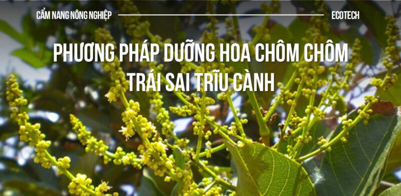 Kỹ Thuật Trồng Chanh Dây Hiệu Quả: Từ Chuẩn Bị Đến Thu Hoạch Sai Trĩu Quả