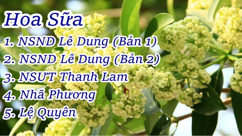 Hoa sữa - Lê Dung