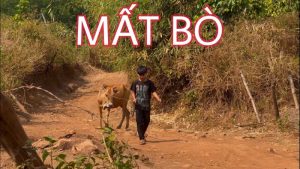 Mất Bò - Siu Sin