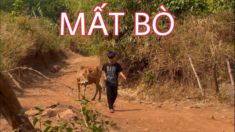 Mất Bò - Siu Sin